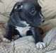chiots american staffordshire terrier