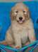 golden dooble a donné urgent pour adoption