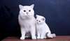British Shorthair kitten