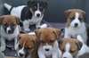Chiots Jack Russell