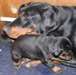CHIOTS DOBERMANN DISPONIBLES