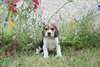 adorable  chiot beagle