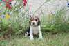 adorable  chiot beagle - photo 1