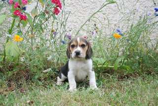 adorable  chiot beagle