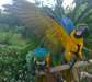 2 Talkative perroquets ara bleu et or pr&#234;t &#224; aller - photo 1