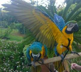 2 Talkative perroquets ara bleu et or pr&#234;t &#224; aller