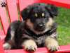 Chiots Berger allemands