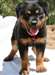 5 Chiots Rottweiler disponible