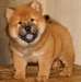 dispo de suite chiot chow chow noir