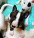 Chiots bull terrier disponible - photo 1