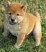 Magnifiques chiots shiba-inu disponibles pour adop