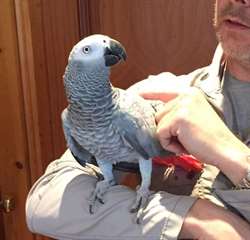 Tr&#232;s beau perroquet gris du Gabon