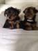 Yorkshire Terrier Puppies- Miniture - photo 2
