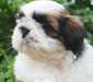 Magnifique shih tzu