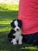 Adoption Chiot berger australien femelle