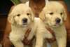 chiots golden retriever