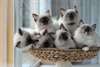 chatons ragdoll pour adoption