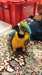 Adorable perroquet ara ararauna