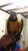 Adorable perroquet ara ararauna - photo 2