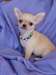 superbes chihuahua pour adoption