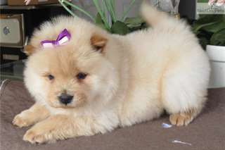 Chiots Chow Chow blanc-cr&#232;me