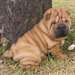 Chiots chinois Shar Pei à vendre