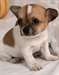 A donner chiot type jack russel femelle