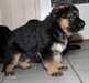 A donner chiot type berger allemand femelle