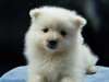 A donner Jolie chiot Spitz Allemand