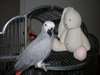 A donner magnifique perroquet gris du Gabon - photo 1