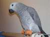 A donner magnifique perroquet gris du Gabon - photo 2