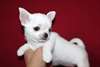 beau chiots chihuahua disponibles pour adoptoin