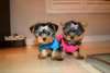 CKC enregistré chiots Teacup Yorkie (704) 931-1926