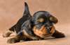 Yorkies chiots pour le cadeau pour ce cadeau cadea