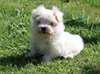 adorable bichon maltais de 3 mois a donner