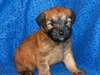 Enduits mous Chiots Wheaten Terrier