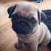 Pug Carlin a donner (Quebec et alentours)
