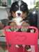 A donner chiot type bouvier bernois femelle