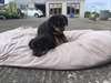 La Qualité De L'Rottweiler Chiots