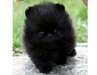 Lovely Teacup Pomeranian puppies for adoption - photo 2
