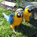 Year old Blue and Gold Macaw With Cage