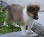 Chiots Shetland Sheepdog