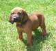 Chiots Redbone Coonhound