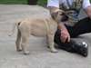 Mignon Chiots Presa Canario