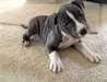 Chiots Staffordshire Terrier