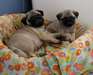 Adorable chiots Carlin : Pug 