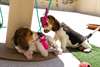 Magnifiques chiots beagles