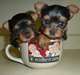 Tea Cup Yorkshire terriers 500$
