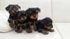 Tea Cup Yorkshire terriers 500$ - photo 2