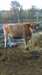 Vache ou Taure Jersey pure race &#224; vendre - photo 1